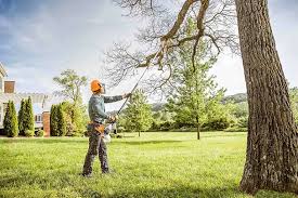 Best Tree Preservation Services  in Kana, UT