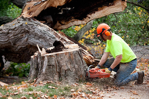 Best Seasonal Cleanup (Spring/Fall)  in Kana, UT