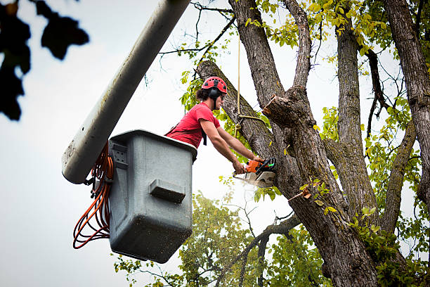  Kana, UT Tree Services Pros